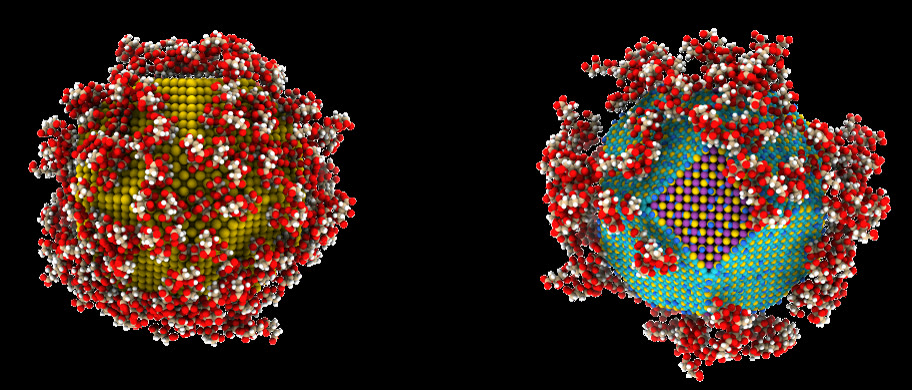 Citrate-coated gold nanoparticles, non-polarizable and polarizable models side by side