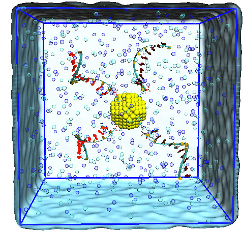 DNA-grafted gold nanoparticle in a simulation box crowded with amino acids