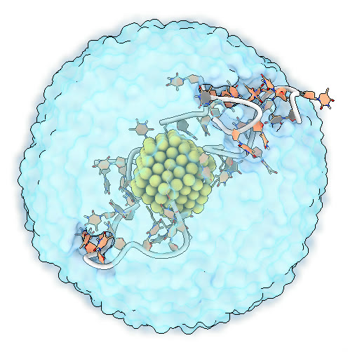 Ligand shell, close up